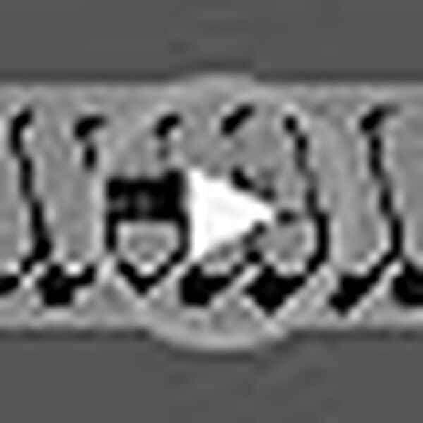 ZWHEEL ZFOX Max | Trottinette Électrique Adulte avec Clignotants - 800W Max et 50km Autonomie - Régénération de Batterie au Freinage, Roues 10